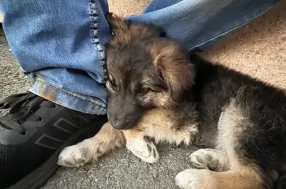 Найдена собака, Дудинка, фото: Щенок найден на ул. Горького, 65, Дудинка