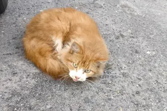 Кошка в ошейнике на Воркутинской, 17