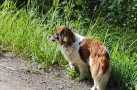 Найденные животные Нижегородская область, фото: Собака найдена в районе СНТ Дачное, Дубравная