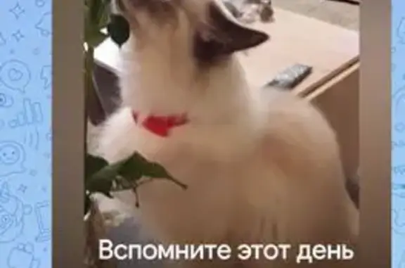 Кошки потеряшки, Екатеринбург, фото: Потеряшка кошка, ул. Зои Космодемьянской, 46А