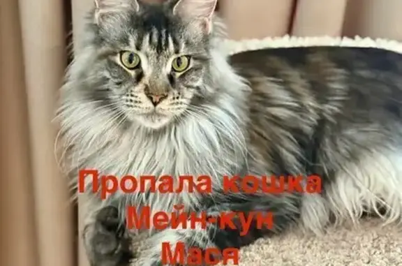 Кошки потеряшки, , фото: Потеряшка кошка у магазина 