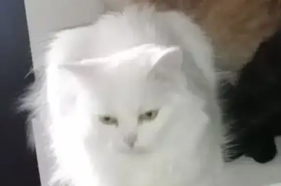 Пропала кошка на Шумского, 14, Волгоград