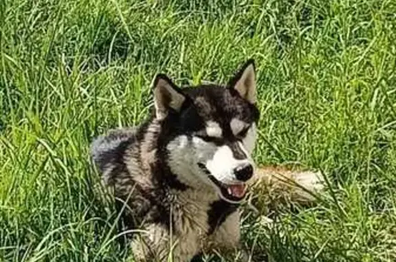 Хаски найдена на Футбольной, 14, Ржаница