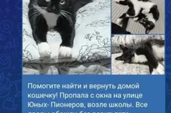 Пропала кошка, ул. Юных Пионеров, 4