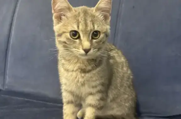 Найдена кошка, Чебоксары, фото: Нашли кошку, Радужная 11, Чебоксары