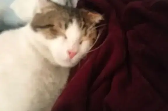 Кошка найдена, ул. 40 лет Победы, Краснодар