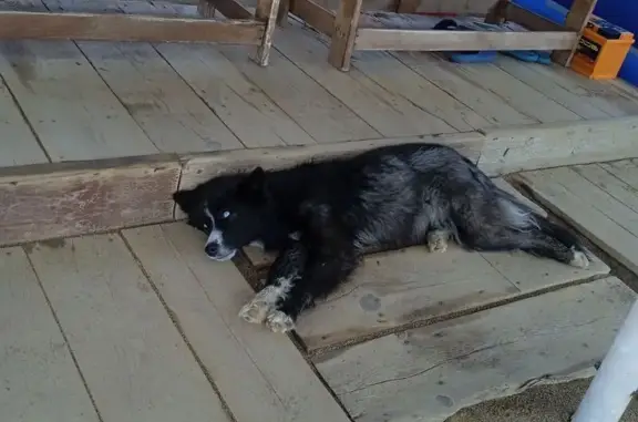 Найдена собака, Яровое, фото: Найдена собака, ул. Менделеева, Яровое