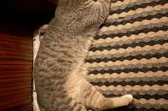 Найдена кошка, , фото: Кошка найдена: ул. Ленинского Комсомола, Рязань