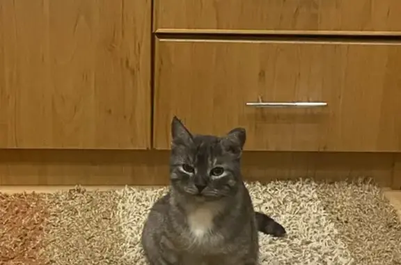 Кошки потеряшки, Курган, фото: Потеряшка кошка, ул. Ленина 22, Курган