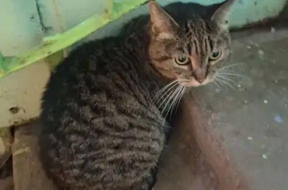 Найдена кошка, Архангельск, фото: Кошка найдена: Ленинградский пр., 113