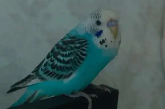 Пропал попугай Плюша, Ярославль, ул. Садовая