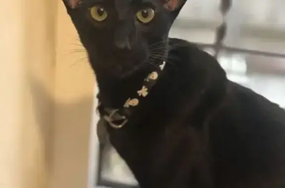 Кошки потеряшки, Краснодарский край, фото: Потеряшка кошка, Прохладная ул., Краснодарский край