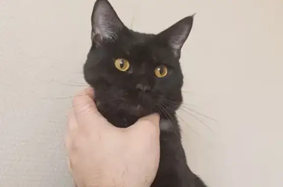 Объявления о пропавших и найденных животных, Тобольск, фото: Пропала кошка, Тобольск, ул. Балкона 36