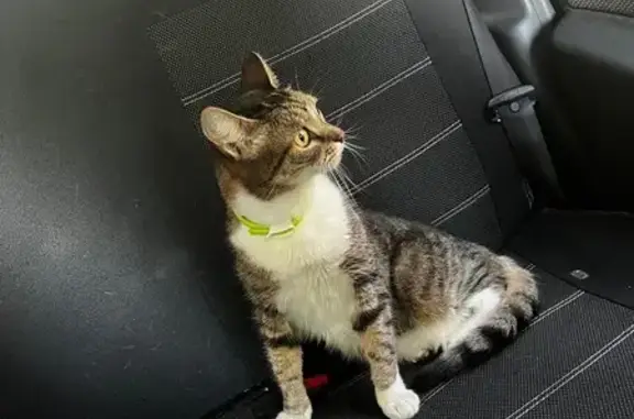 Пропал кот на 79 км Тула-Белев, Сомово