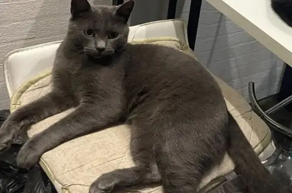 Пропала кошка, Московская ул., 56, Кольчугино