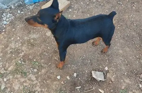 Найдена собака, Республика Крым, фото: Саки, Химзавод: найдена собака, ищем хозяина