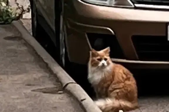 Кошка найдена на Рокоссовского, 36, Псков
