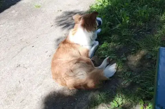 Найдена собака, Смоленск, фото: Найдена собака, ул. Дзержинского, 24