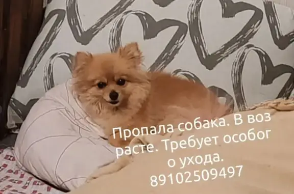 Пропала собака, ул. Вильямса, Липецк