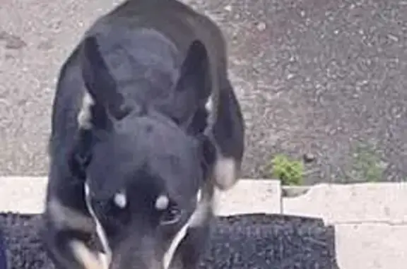 Найдена собака, Челябинск, фото: Собака найдена: Привокзальная 1, Челябинск