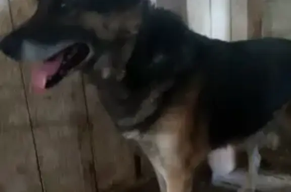 Найденные животные Камышлов, фото: Собака найдена: Камышлов, Ирбитская 66