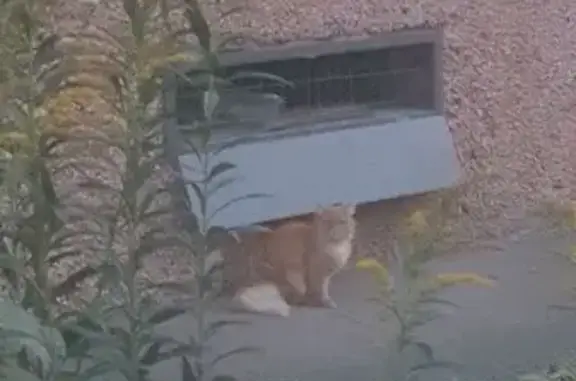 Найдена кошка, Снежная ул. 27, Н. Новгород