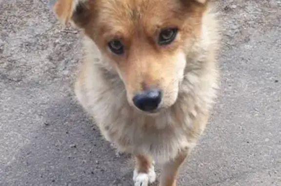 Найдена собака, Улан-Удэ, фото: Собака найдена: ул. Юного Коммунара, 4