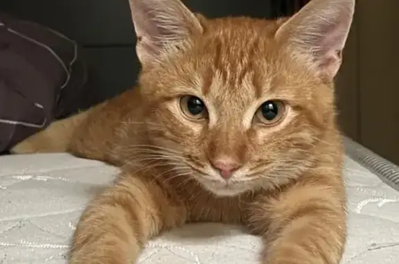 Пропала рыжая кошка, ул. Чапаева, 5