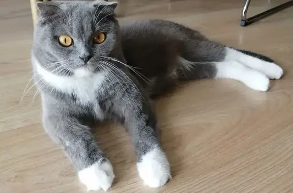 Пропала кошка, Юбилейная 99, Прохладное