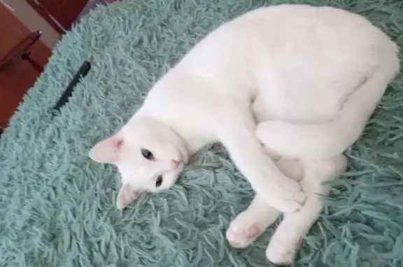 Потерянные животные Якутск, фото: Пропала белая кошка, Каландаришвили 8