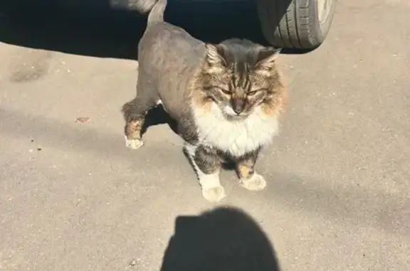 Кот найден: Бутырская ул., 89 к2, Москва