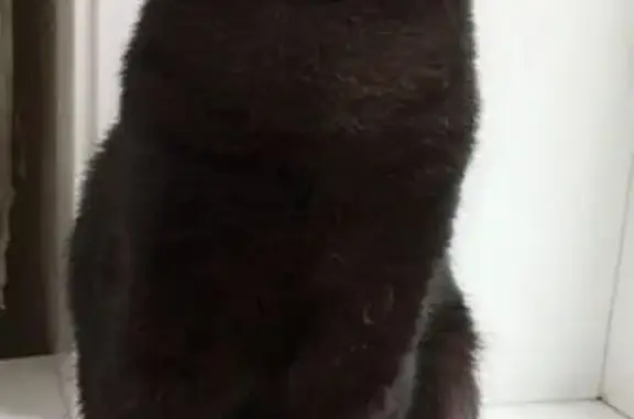 Пропал черный кот, ул. Гришина, 14