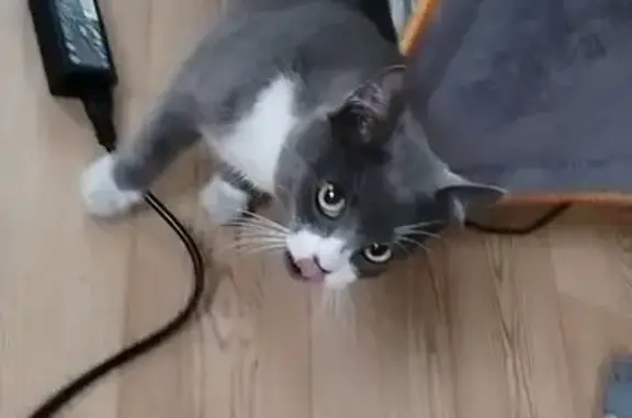 Кошки потеряшки, Черногорск, фото: Потеряшка кошка, ул. Горького 46, Черногорск