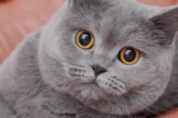 Пропала кошка, ул. Энгельса 104, Б.Калитва