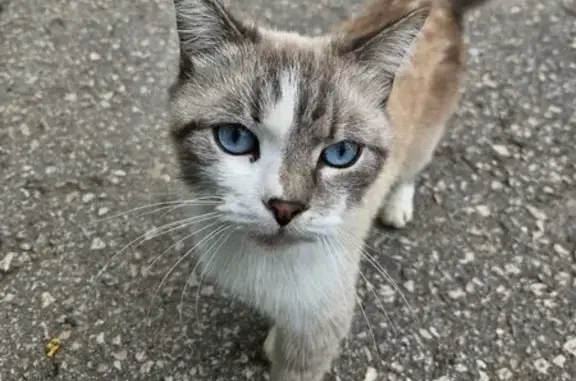 Кошка найдена: ул. Луначарского, 61, Тула