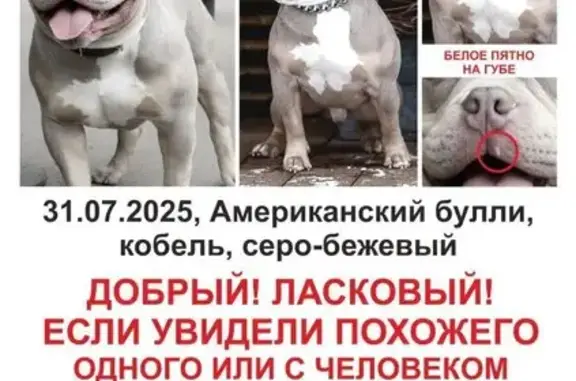 Пропала собака, ул. Нижние Мнёвники