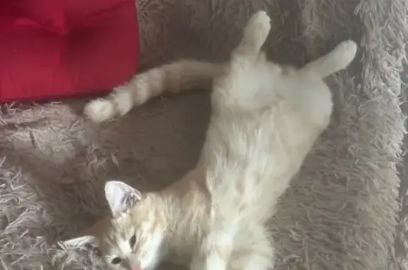 Пропала кошка, Ульяновское шоссе 21