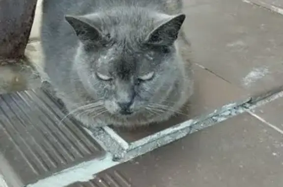 Найдена кошка, Талдом, фото: Найдена кошка на Кустарной 5, Талдом