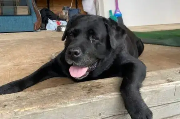 Пропала собака, 8-я ул., 27, Северодвинск