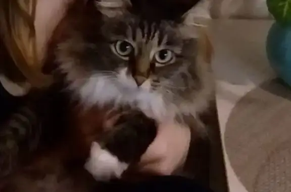 Кошки потеряшки, , фото: Потеряшка кошка, ул. №6, Подстёпки