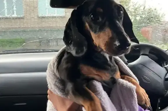 Найдена собака, , фото: Собака найдена: Целинная ул., 3А