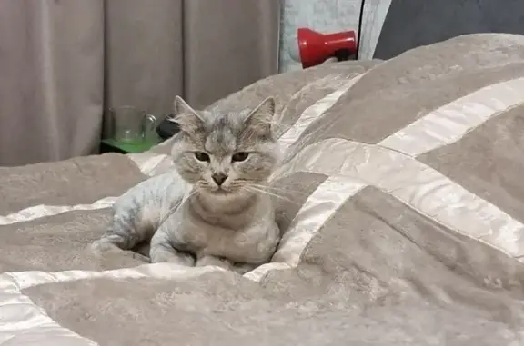 Найдена кошка, , фото: Кошка найдена: пр. Степана Разина, 71