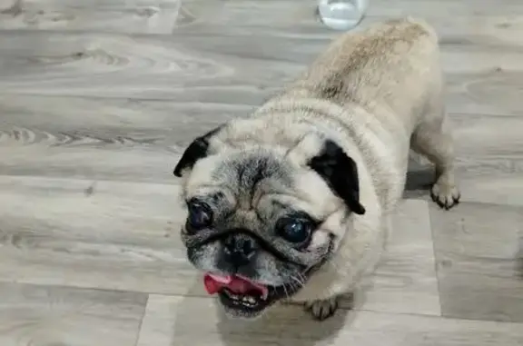 Найдена собака, Мурманск, фото: Собака найдена: Хлобыстова 32, Мурманск