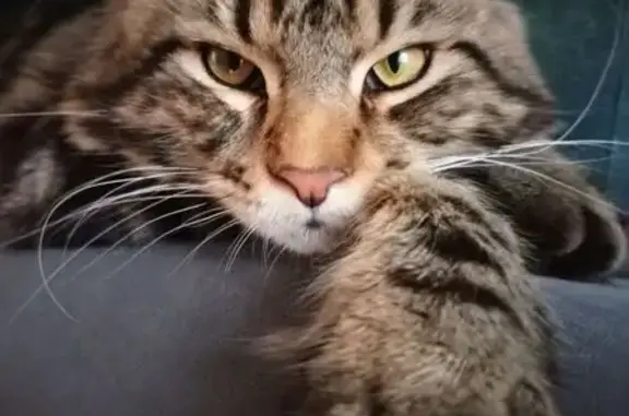 Кошки потеряшки, Новосибирск, фото: Потеряшка кошка, Таманская 1, Новосибирск