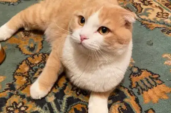 Пропала кошка, Железногорск, Иркутская обл.