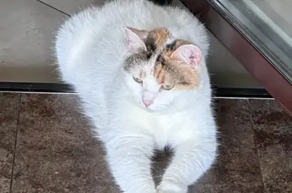 Кошки потеряшки, , фото: Потеряшка кошка, Шлиссельбургское ш. 49