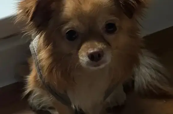 Найдена собака, ул. Вл. Невского 83, Воронеж