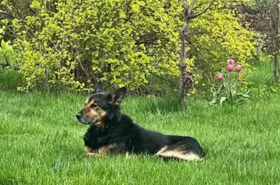 Собаки потеряшки, , фото: Потеряшка собака, Васильковая ул., 20