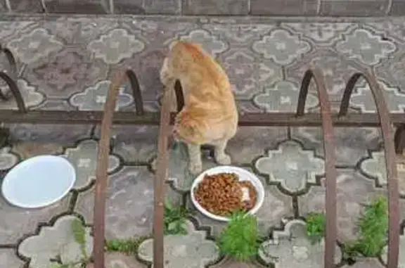 Найдена кошка, Спасс, фото: Рыжая кошка найдена у магазина 