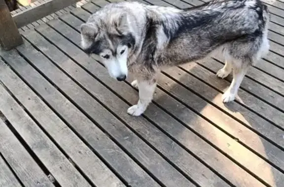 Найдена собака, Ильичево, фото: Собака найдена, Солнечная ул. 9, Ильичёво